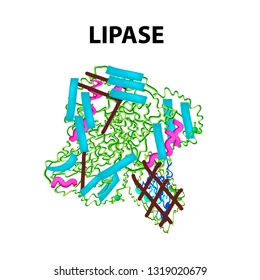 Lipasa