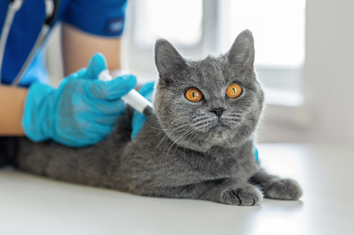 Vibix Felina
