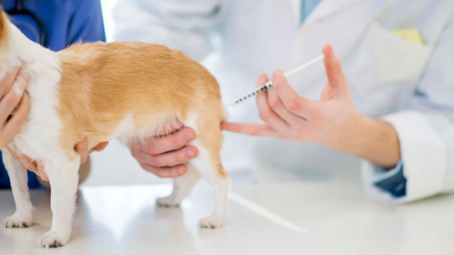 Tratamiento Inyectado / Parvovirus