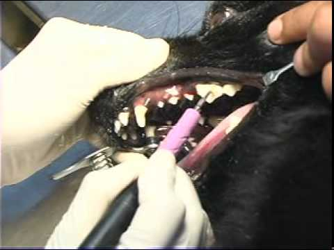 Limpieza Dental raza Grande