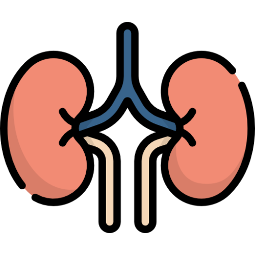 Examen renal creatinina, bun