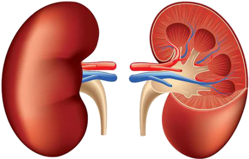 SDMA - examen fallo renal