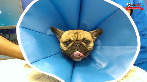 Esterilizacion perra - 25lbs