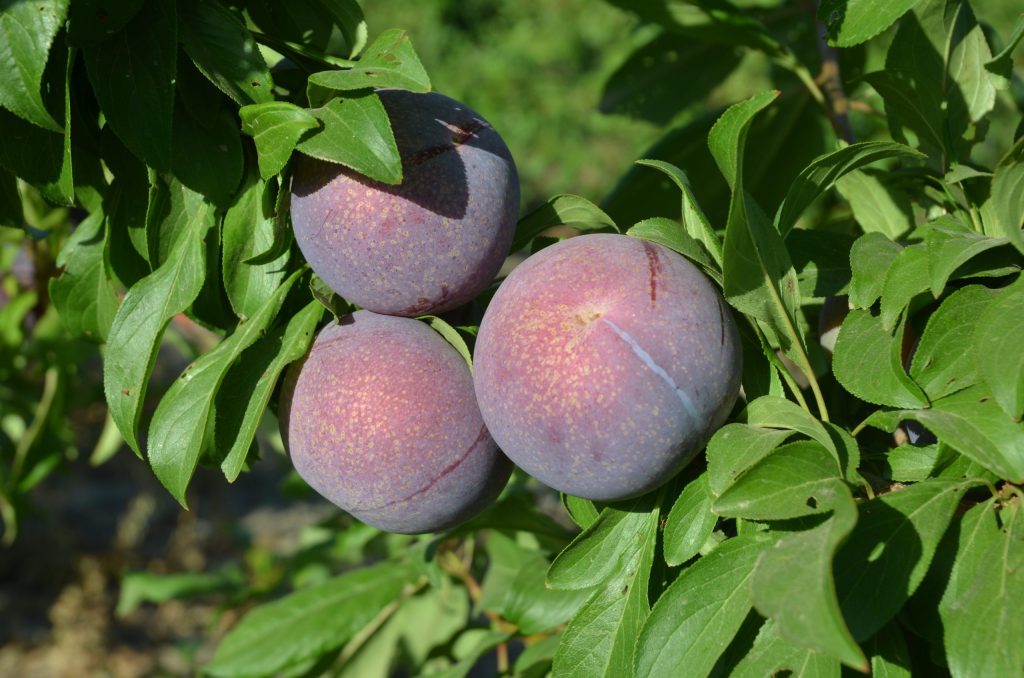 3 plumcots on tree - new Plumsicle variety from HMC Farms