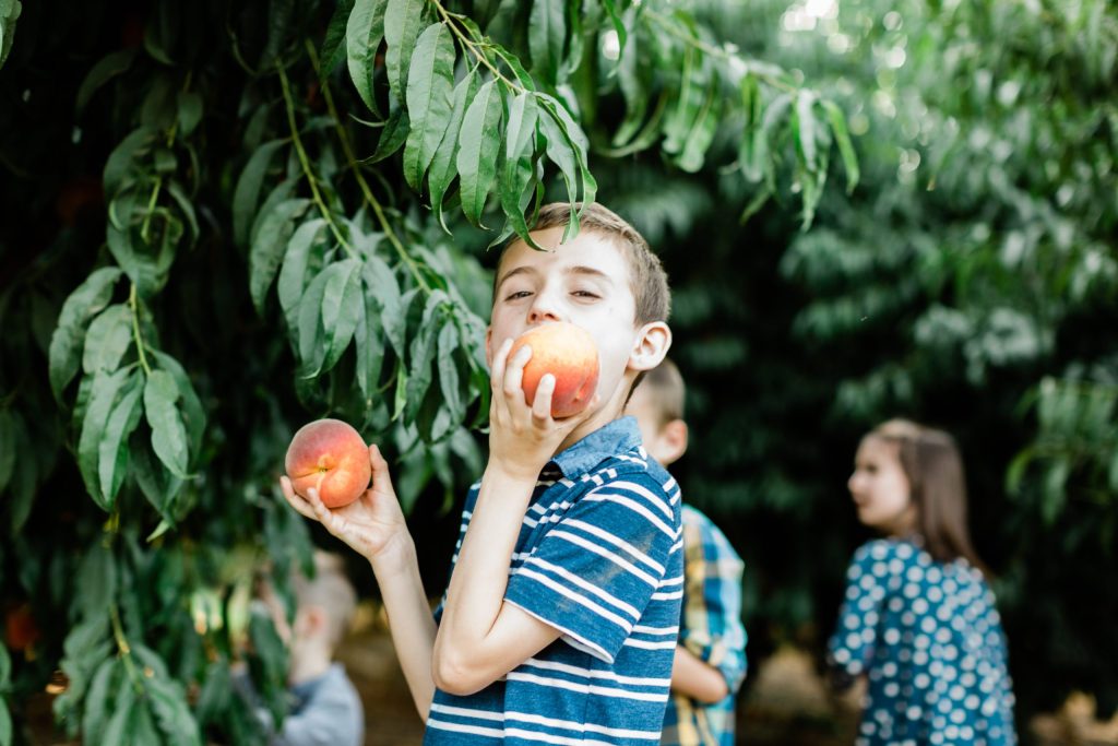 Boy bites into a freshly picked peach in an orchard at HMC Farms