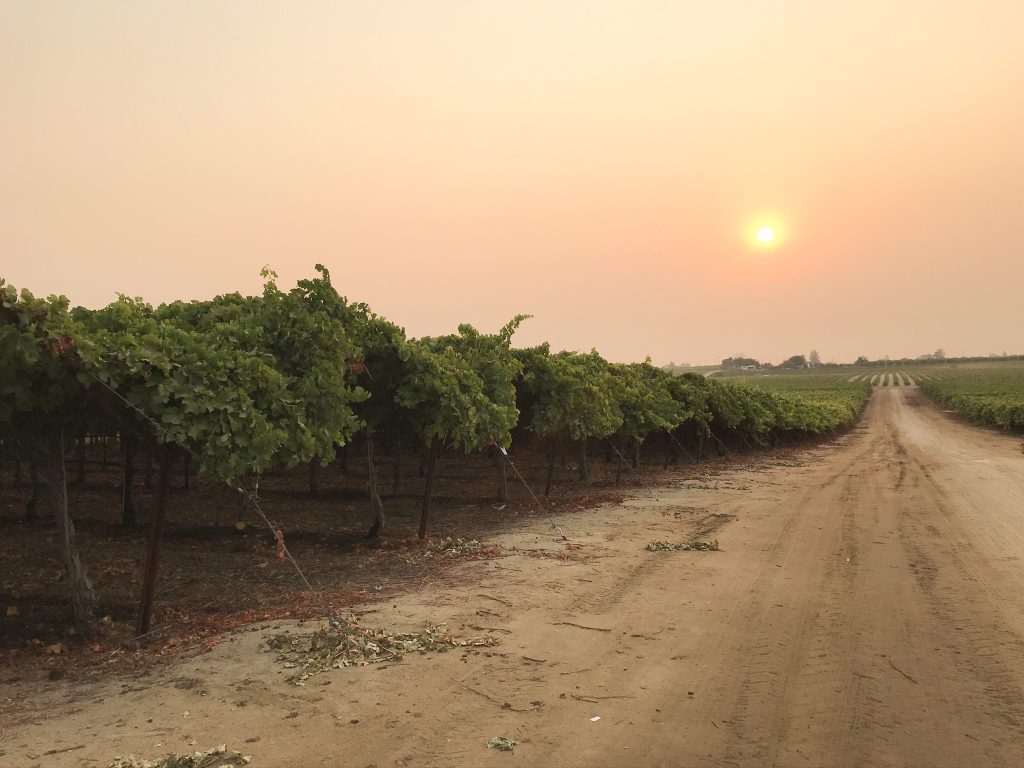 Grape vineyard with smoky sky from wildfires in California
