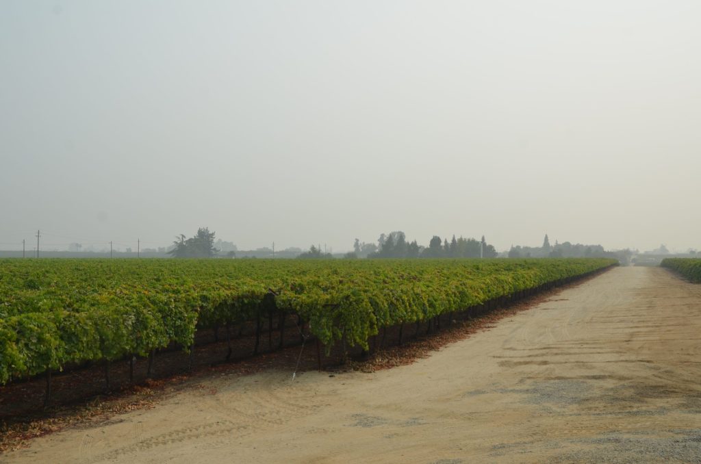 grape vineyard at HMC Farms with smoky sky