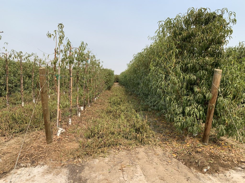 High density stone fruit orchard - half pruned, half not pruned