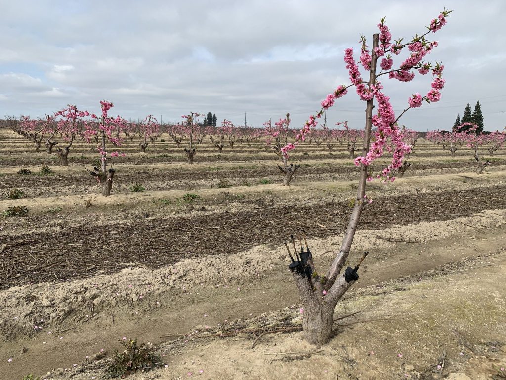Orchard with fruit trees going through graftin process - stumps with one branch with pink blossoms