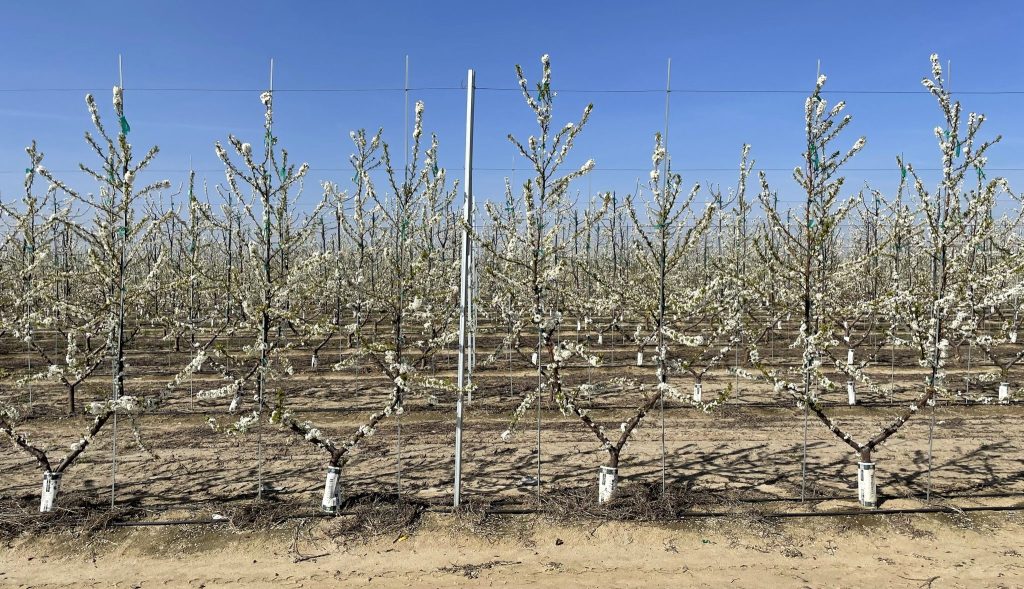 Blooming plum trees in high density planting block - trees are planted close together and supported by a trellis