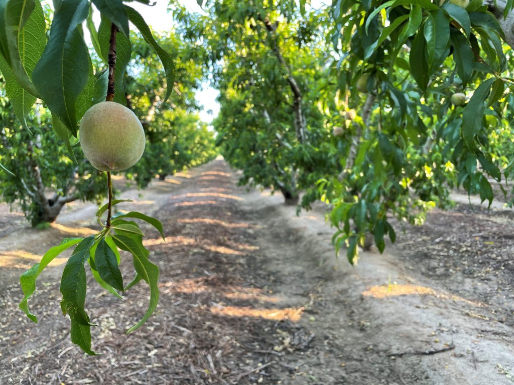 rows of trees in a peach orchard with a small developing peach growing on a branch in the foreground