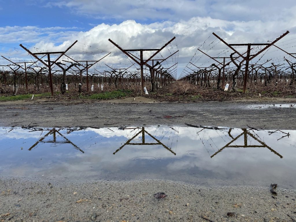 dormant grape vineyard with puddle of water, blue sky with clouds above