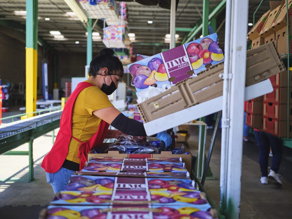 Woman packing plums into boxes in a packing house