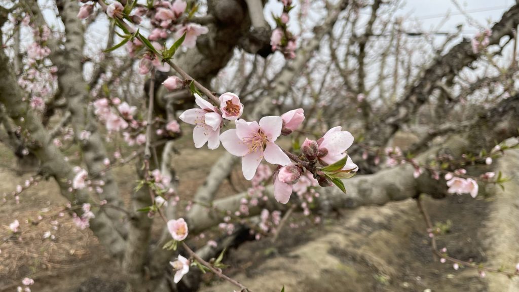 Pink blossoms on a tree in an orchard