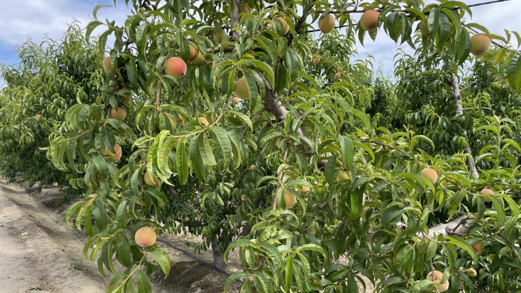 Tree branch with leaves and small peaches