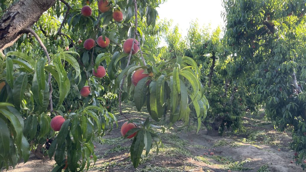 Tree with green leaves and ripe peaches in an orchard