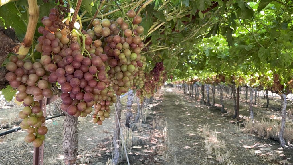 Row of grapevines with clusters of grapes turning from green to red