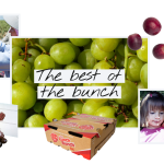 HMC_Grape_Hero-Banner_2x