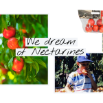 HMC_Nectarine_Hero-Banner_2x