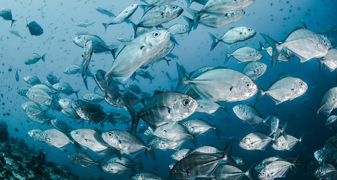 School of fish
