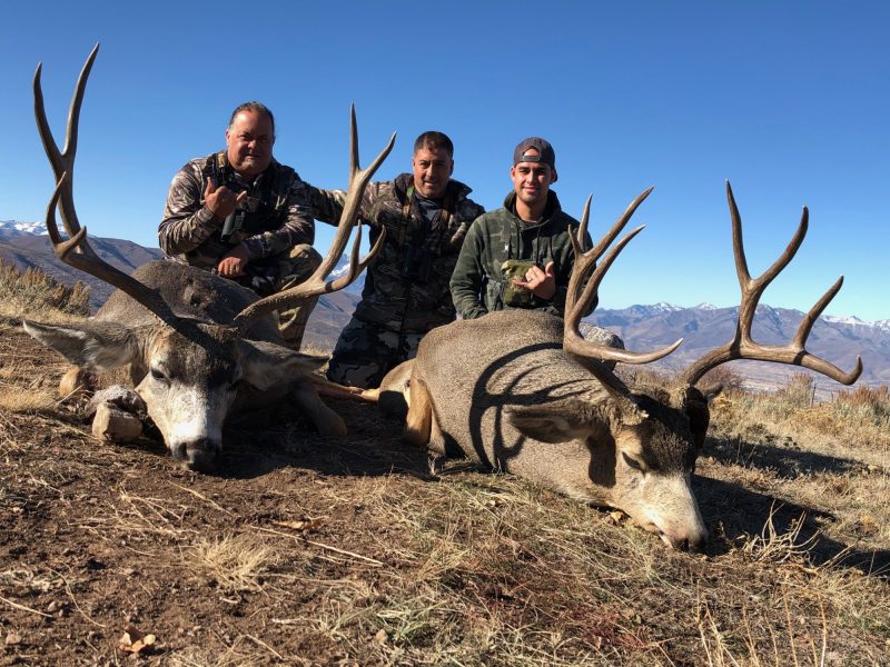 Central Utah Mule Deer