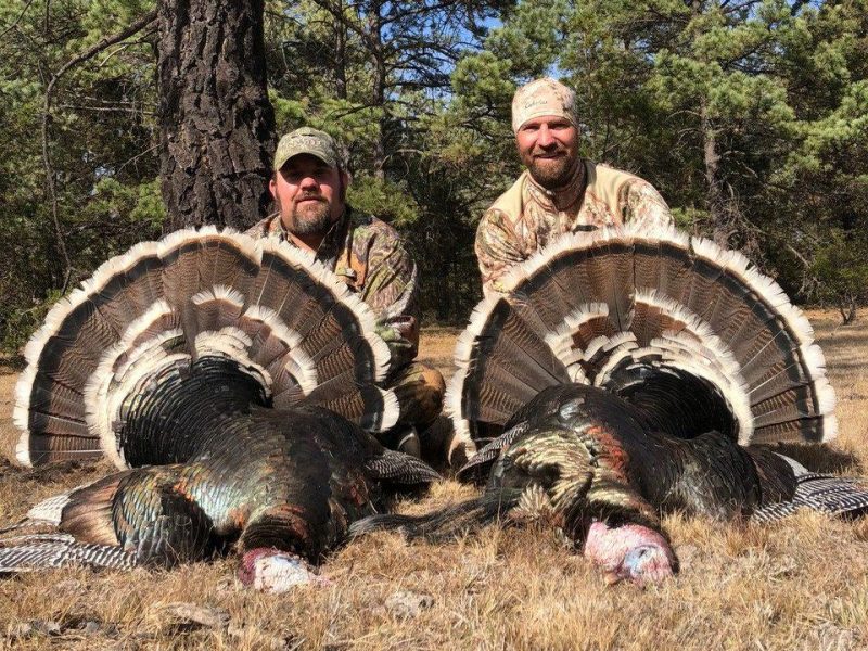 Gould's Turkey Hunt