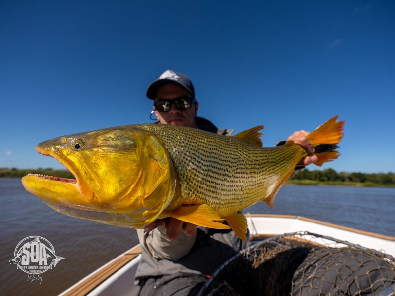 Argentina Golden Dorado Fishing