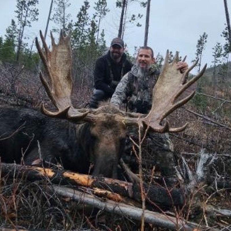 Art Hornbaker Moose 4