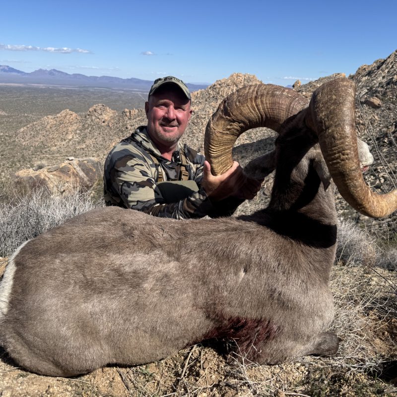 Jason Williams Desert Sheep 1