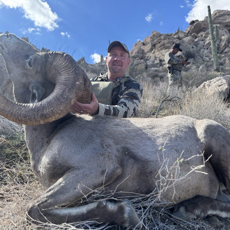 Jason Williams Desert Sheep 3