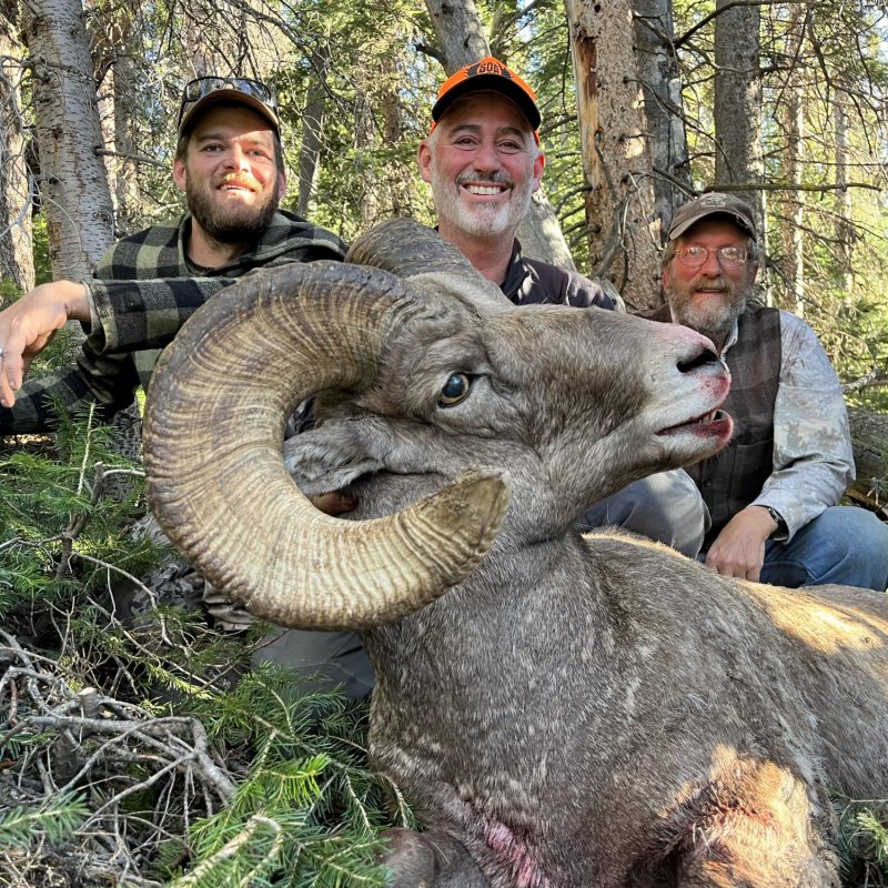 Mike Barber Sheep 1