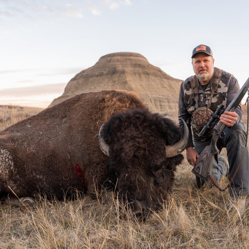 South Dakota Bison 03452