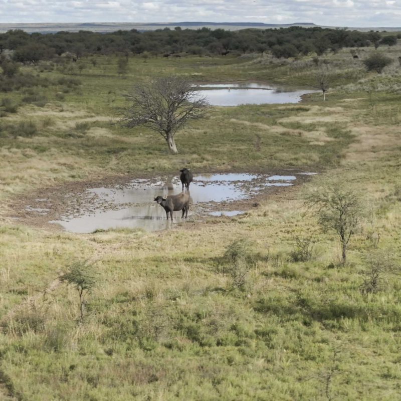 Water Buffalo Wild6