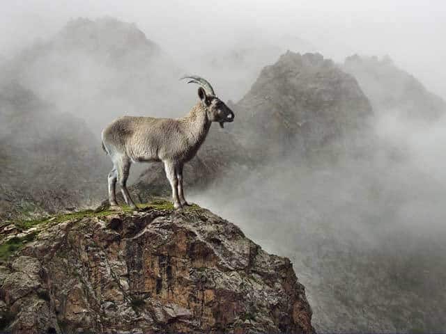 stolen goat