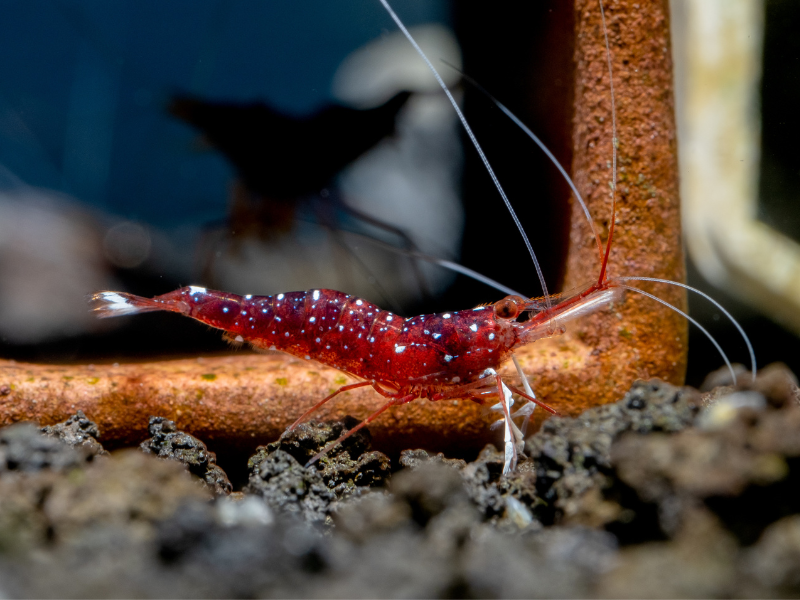 Image of Caridina dennerli Image of Caridina dennerli