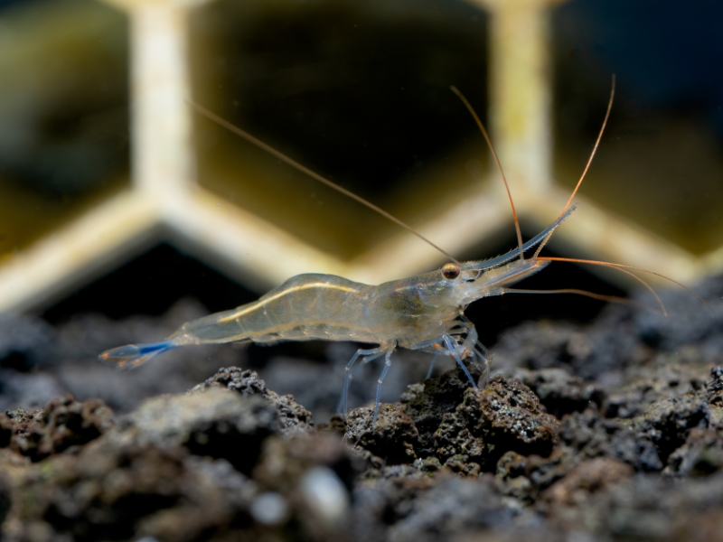 Image of Caridina caerulea Image of Caridina caerulea