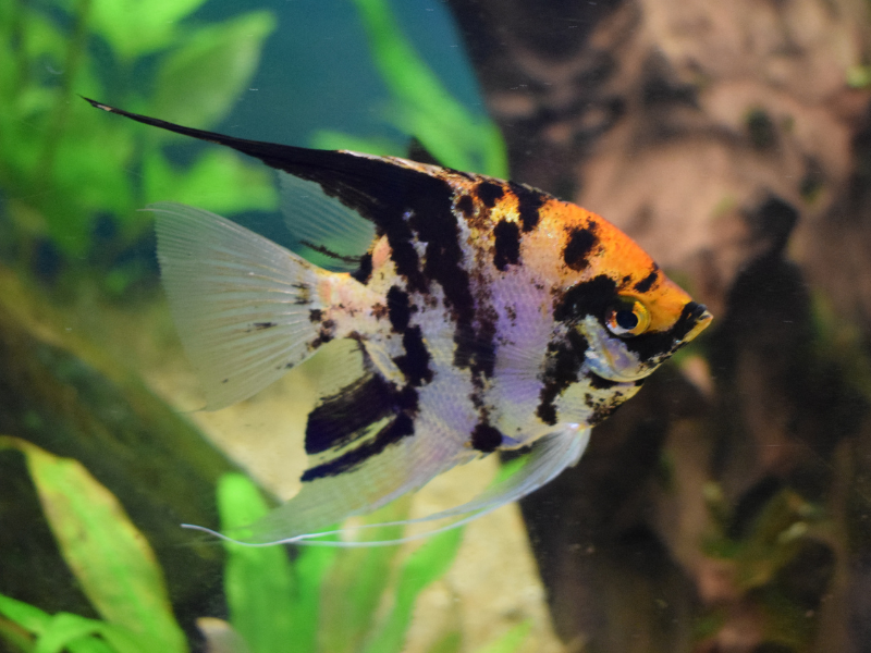 Image of Betta splendens Image of Betta splendens