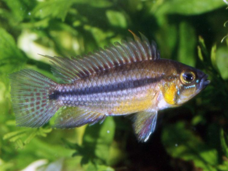 Image of Apistogramma allpahu Image of Apistogramma allpahu