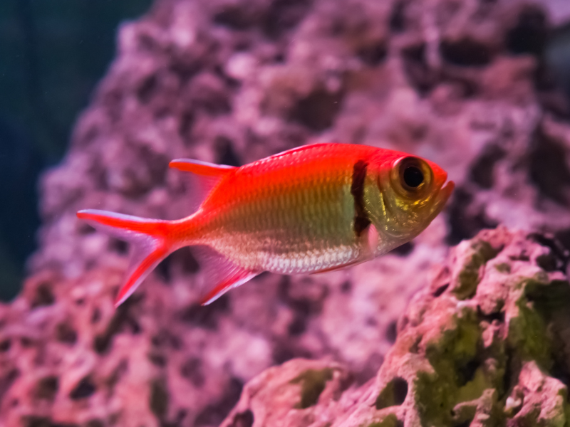 Image of Myripristis jacobus Image of Myripristis jacobus