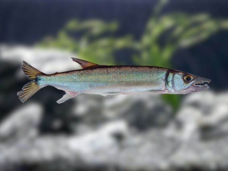 Image of Acestrorhynchus falcirostris Image of Acestrorhynchus falcirostris