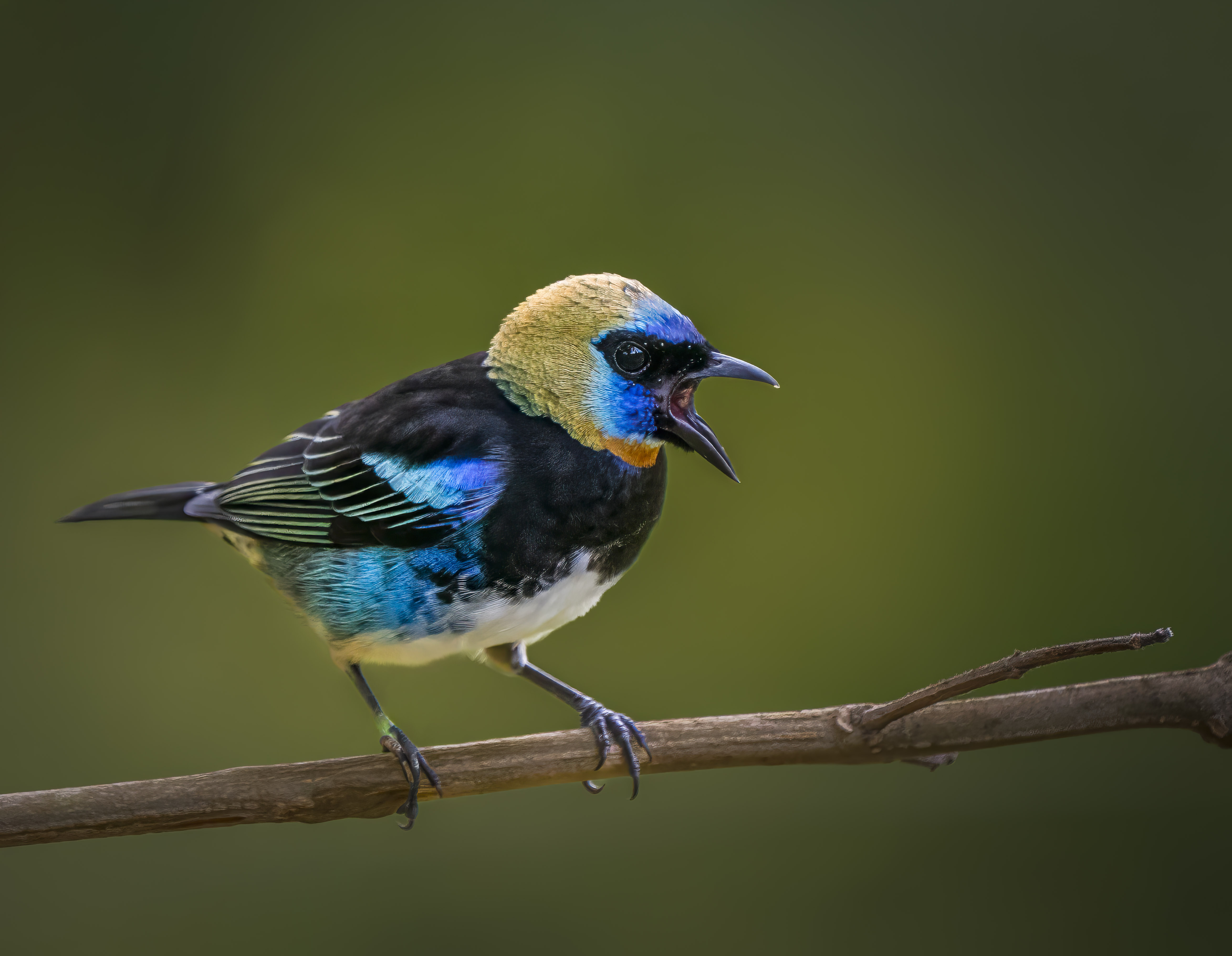 Golden-hooded tanager in rainforest canopy, osa peninsula, costa rica