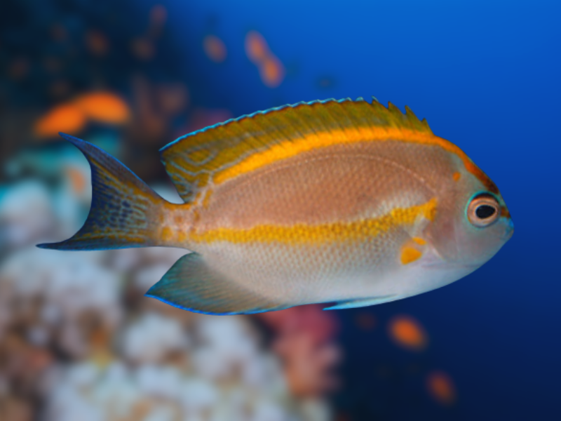 Male