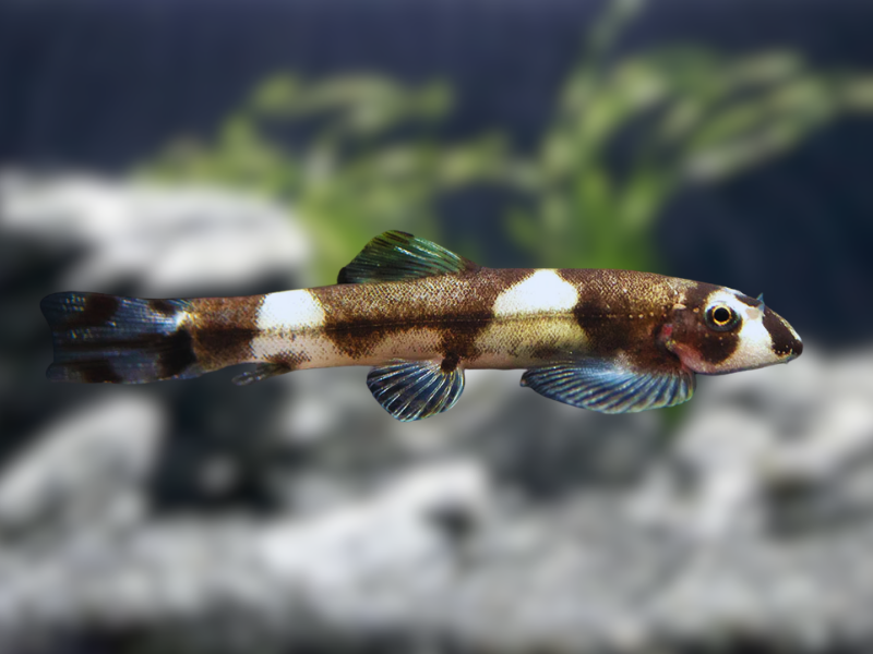 Image of Yaoshania pachychilus Image of Yaoshania pachychilus