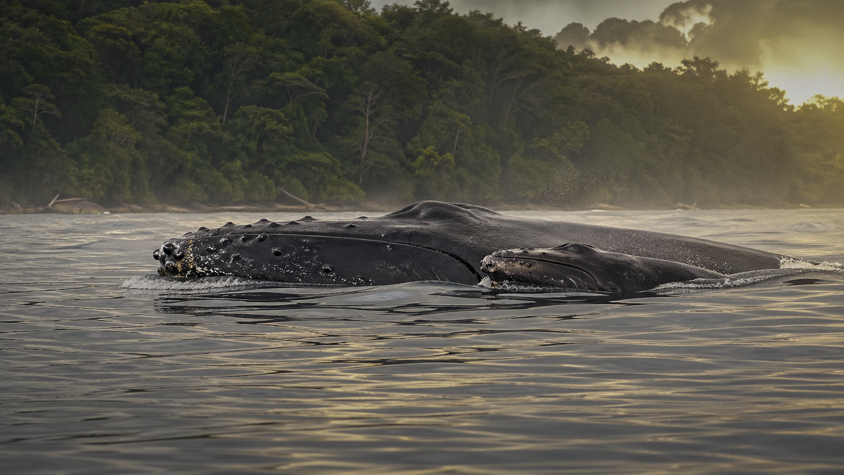 Humpback whale in pacific waters off the osa peninsula