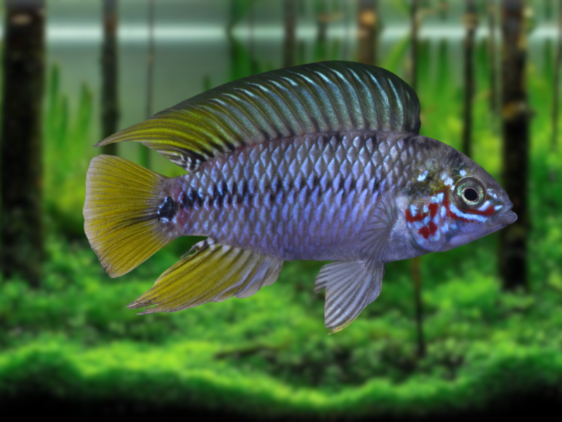 Image of Apistogramma borellii Image of Apistogramma borellii