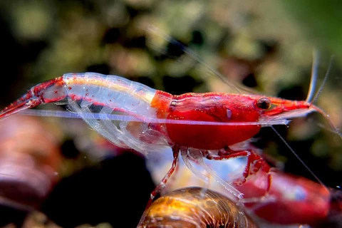 Rili Rili