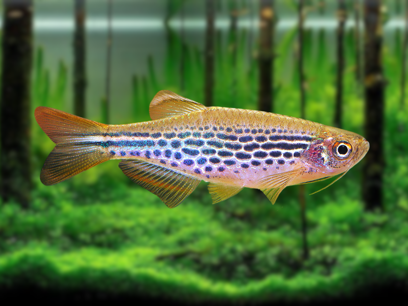 Image of Danio kyathit Image of Danio kyathit