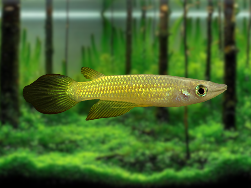 Image of Aplocheilus lineatus Image of Aplocheilus lineatus