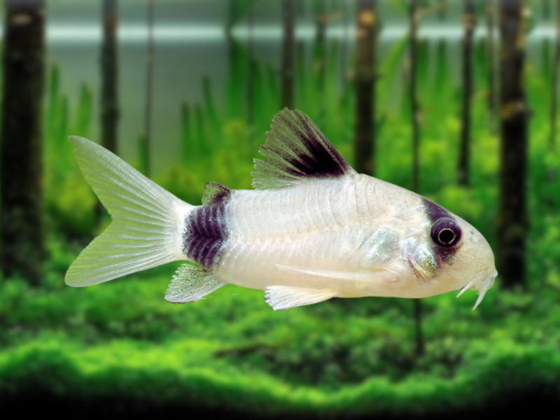 Image of Hoplisoma panda Image of Hoplisoma panda