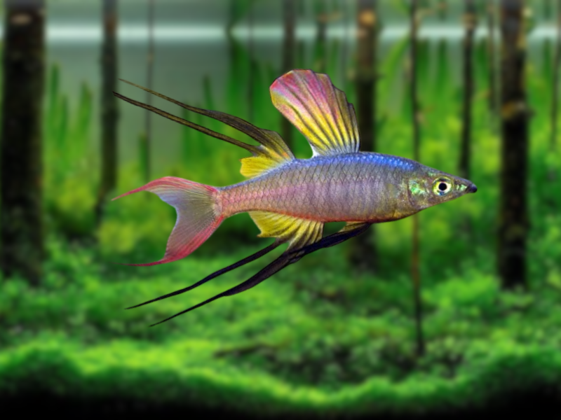 Image of Iriatherina werneri Image of Iriatherina werneri